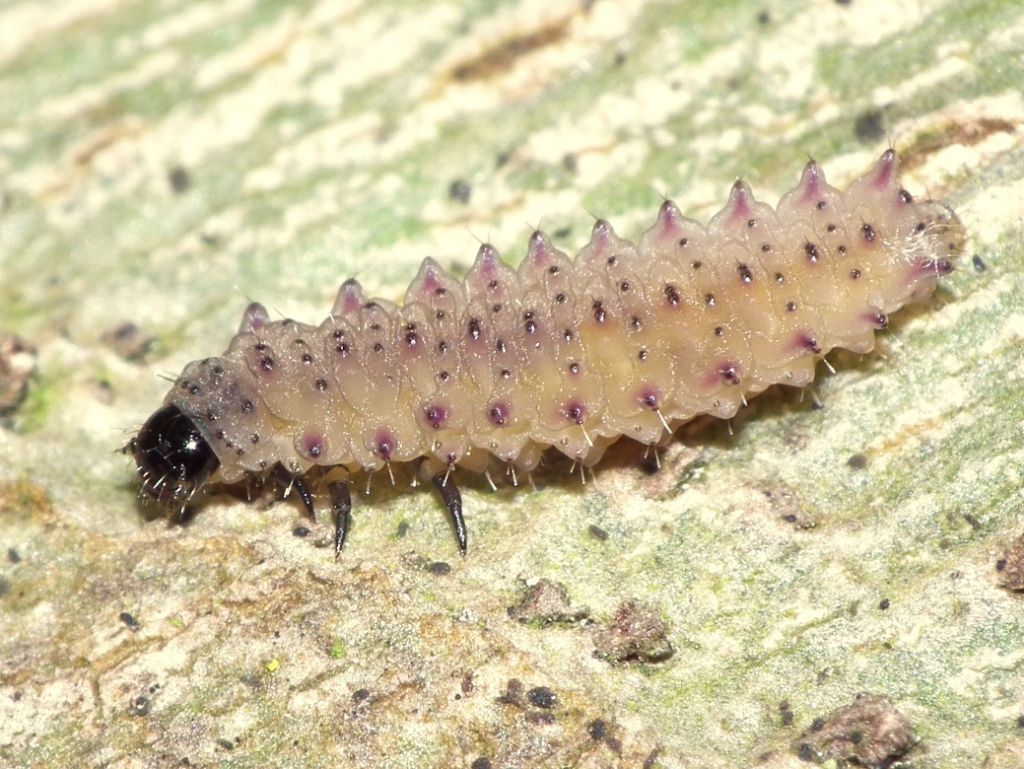 Larva for ID